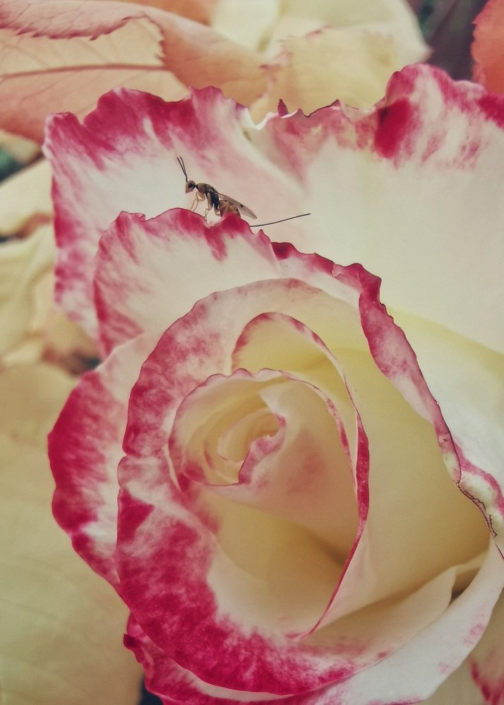 Photograph by Liviu Dumitru