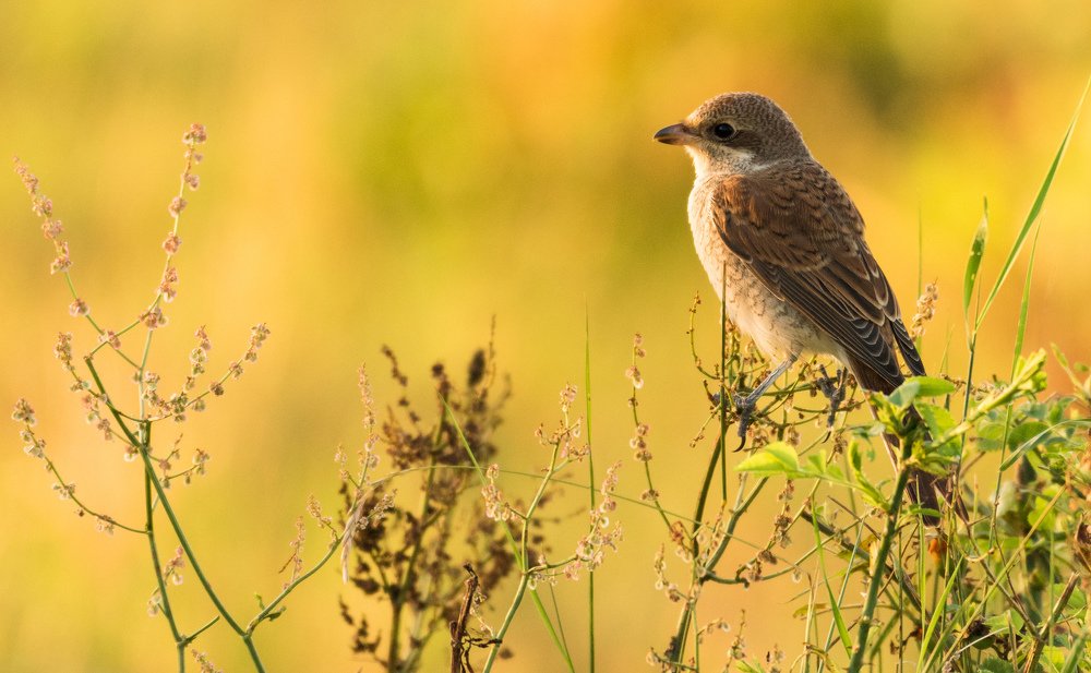 Жулан обыкновенный