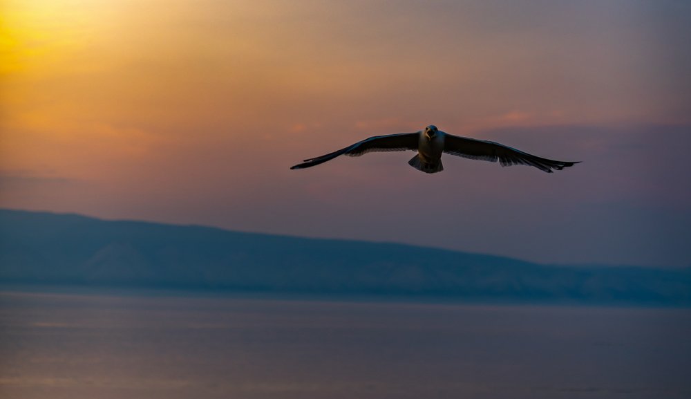 Защитница своего гнезда.