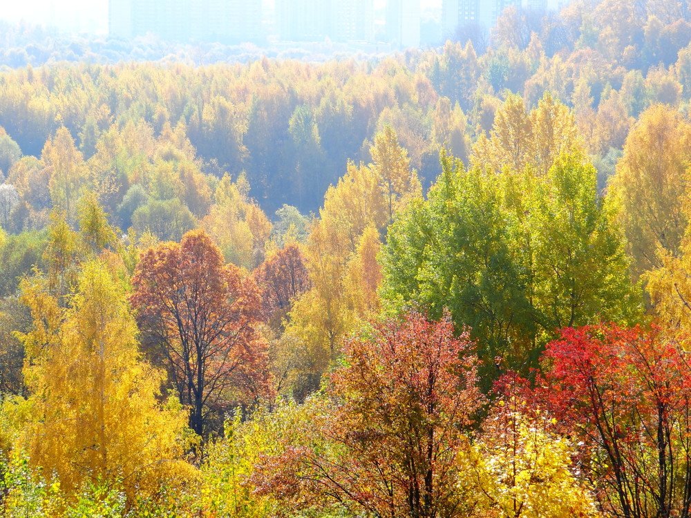 Краски осени