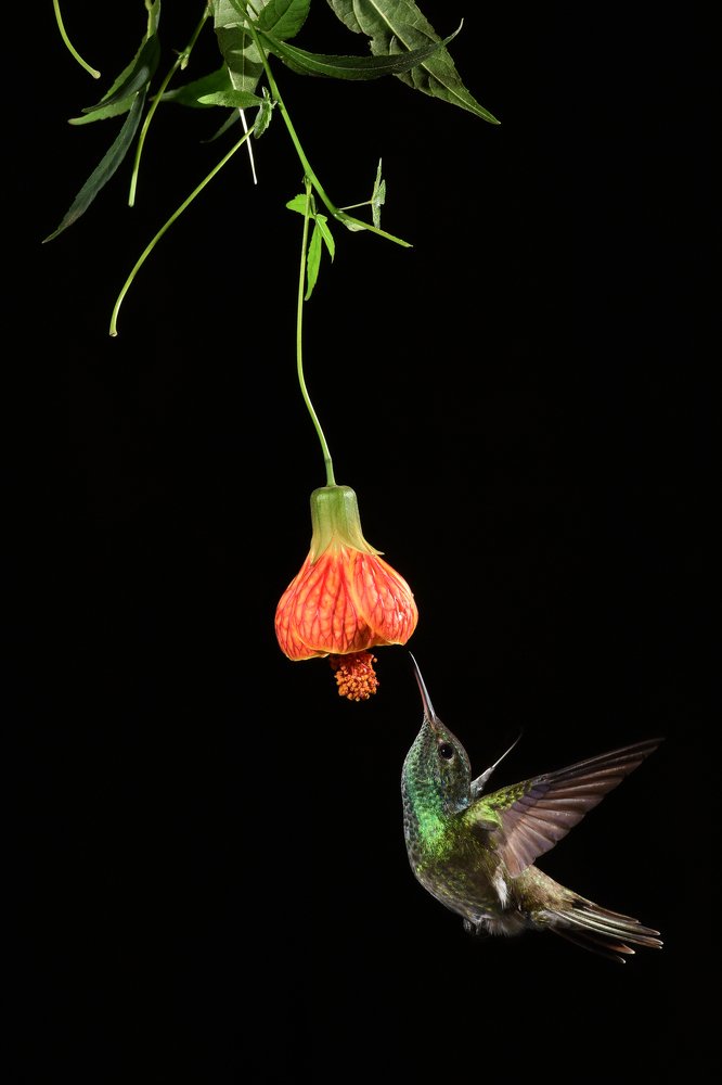 Photograph by SI SABER LOTFI