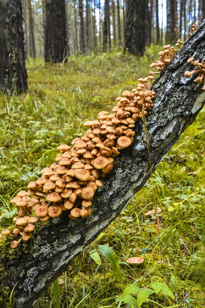 Photograph by Юрий Амосов