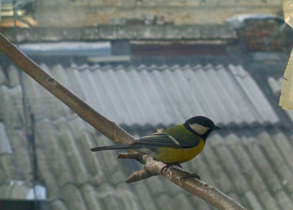 Фотография автора Lizuza