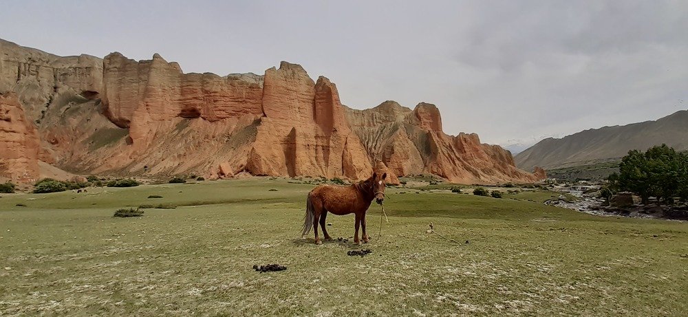 Mustang Himalayan Horse in Greenery place.