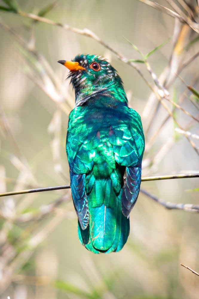 Фотография автора Nik Peter Liew