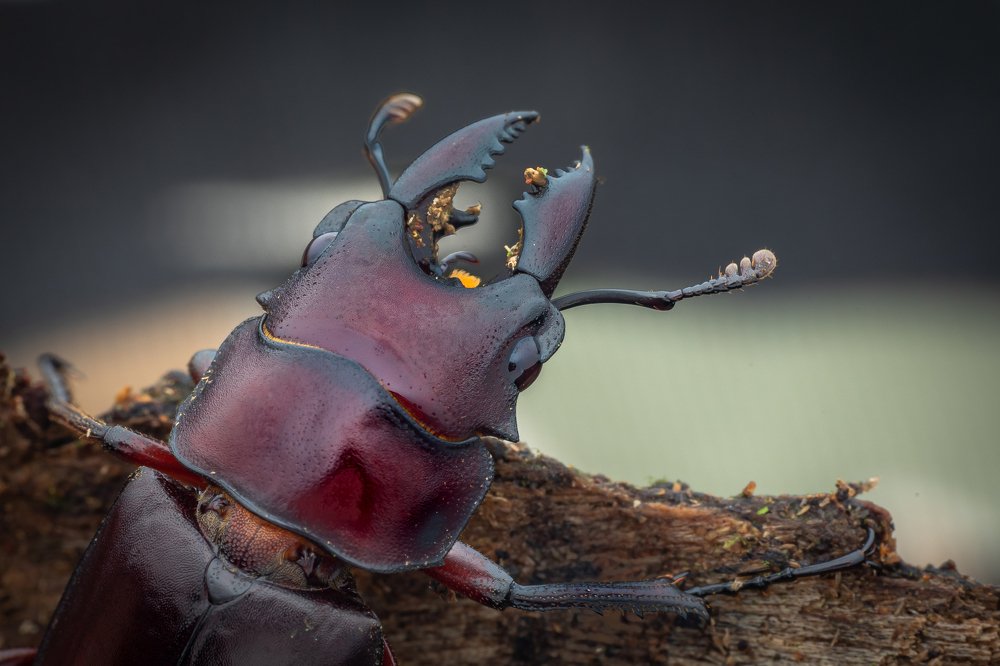 Фотография автора Nik Peter Liew