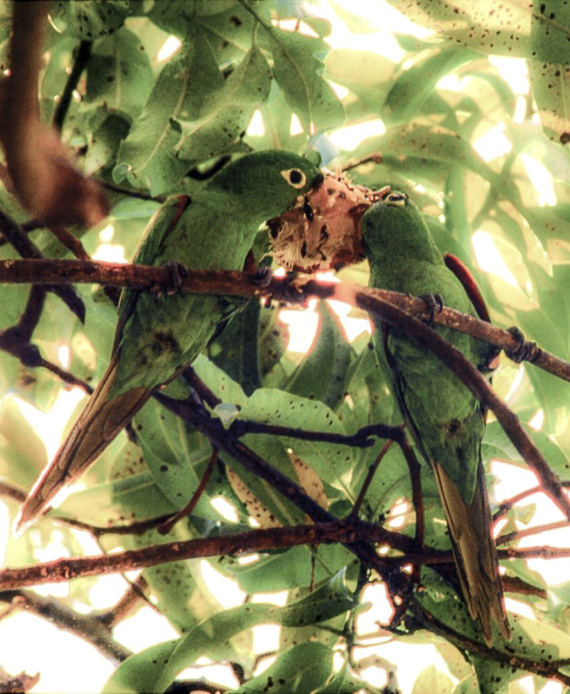 Parrots eating mango
