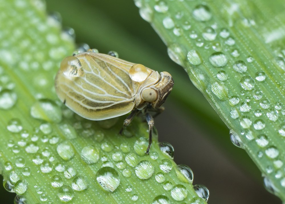 Жизнь в росе