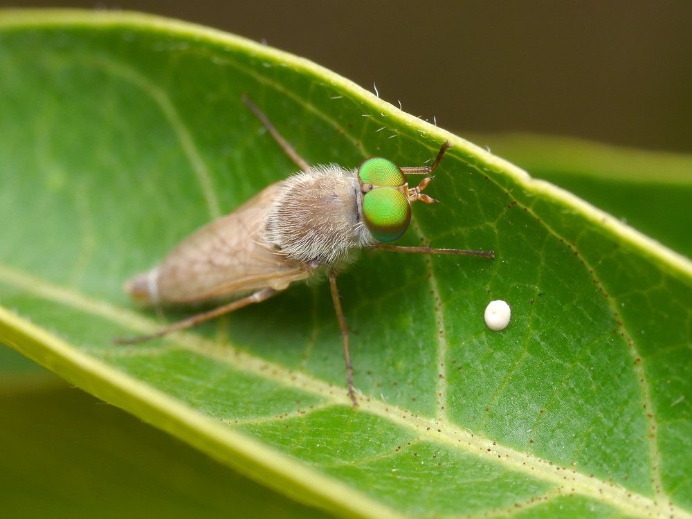 Зеленоглазый