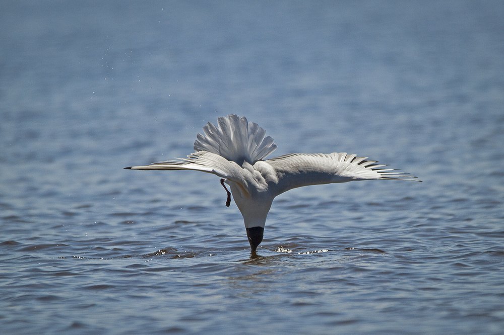 Photograph by Андрей Костромин