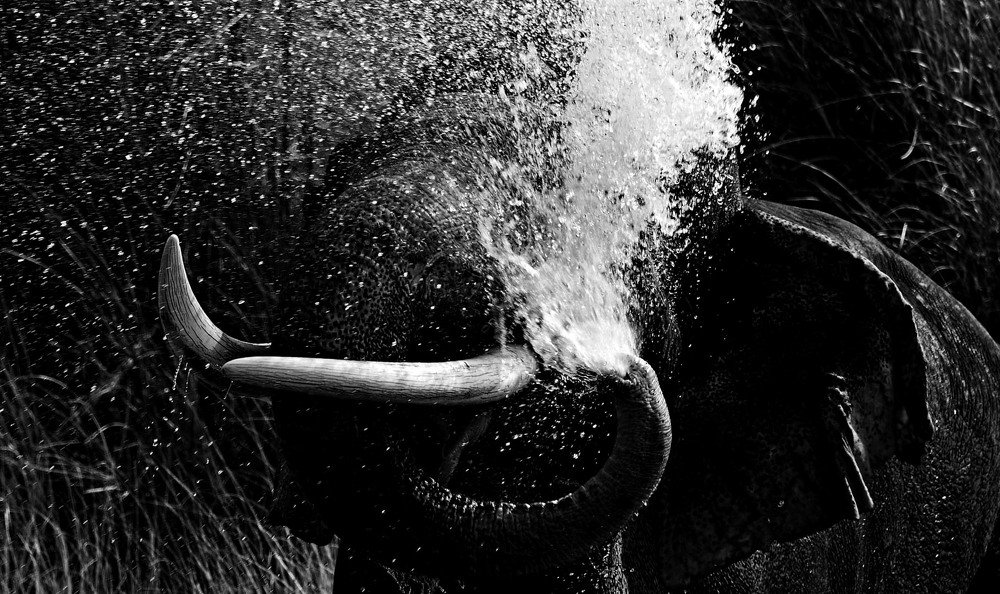 Photograph by Nirmalya Chakraborty