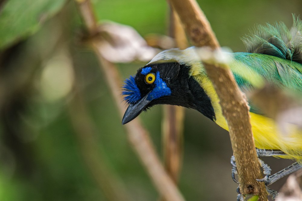 Photograph by Miguel Antonio Sevilla Flor