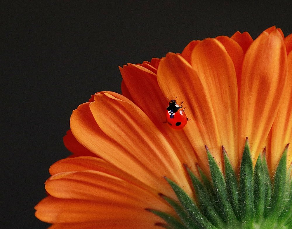 Солнечное настроение)