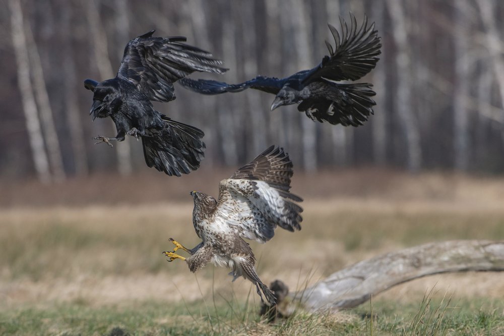 Photograph by Ernestas Balcikonis