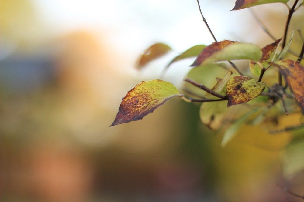 Photograph by Ali Boyko