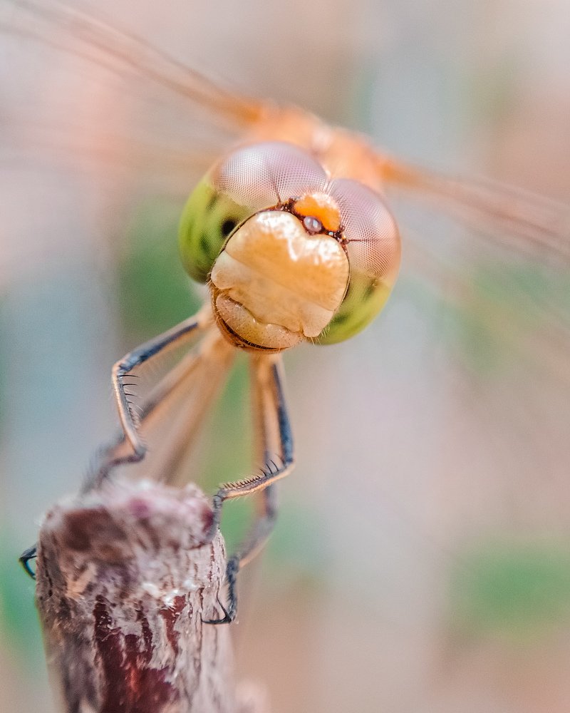 Улыбчивая стрекоза