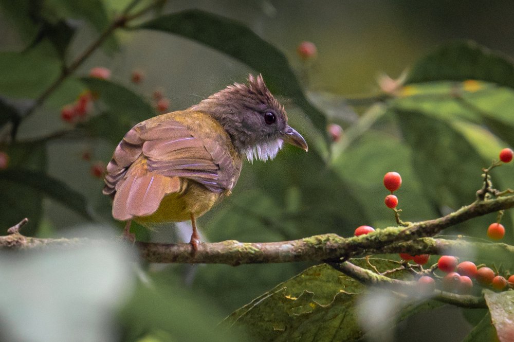 Фотография автора Nik Peter Liew