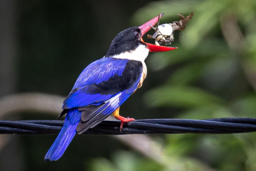 Фотография автора Nik Peter Liew