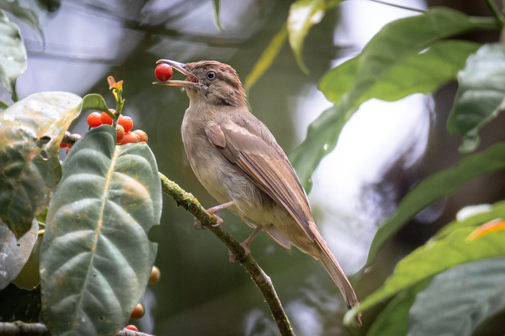 Фотография автора Nik Peter Liew