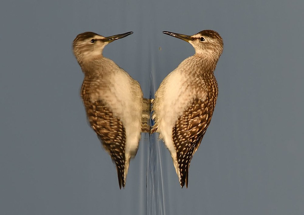 Практически дятел