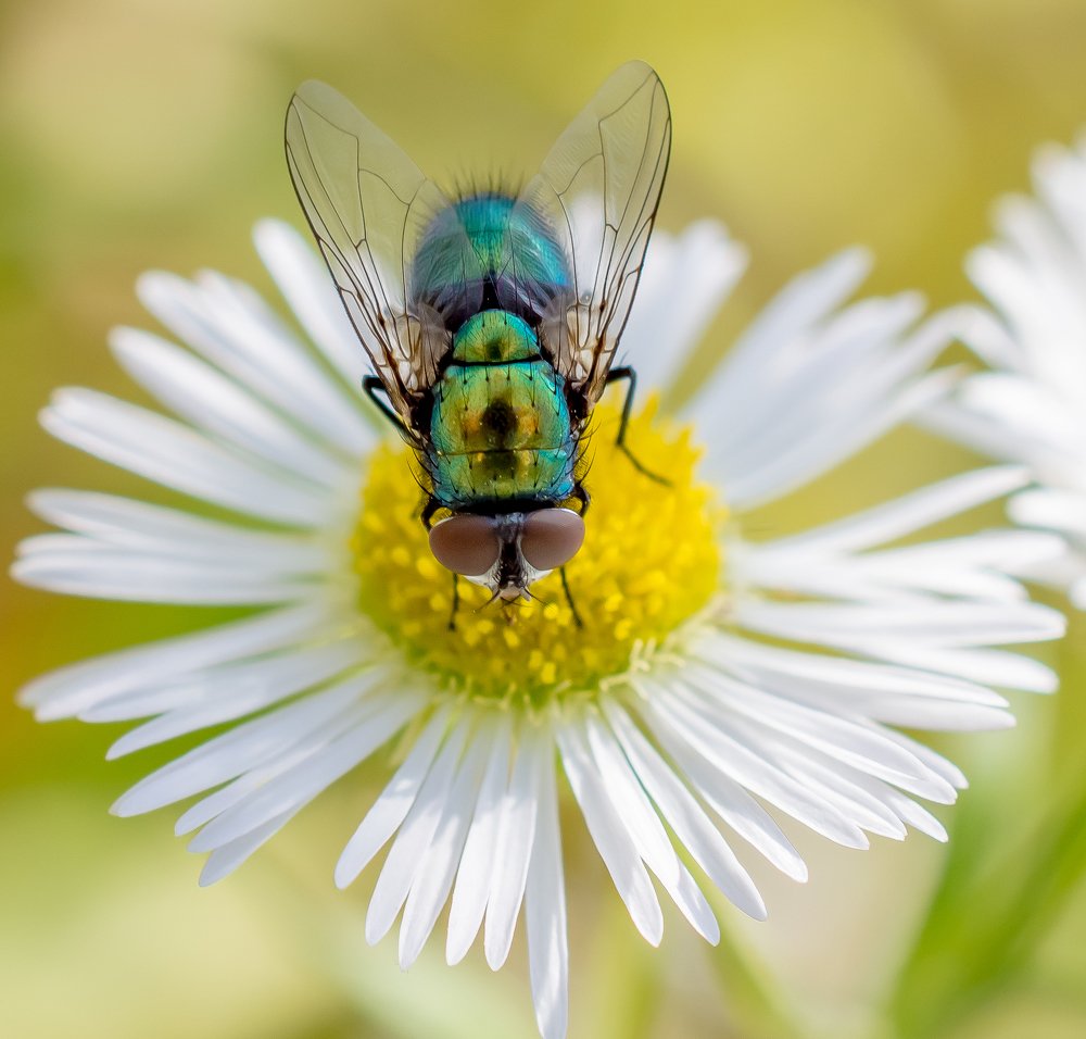 Photograph by DanteRegis EU