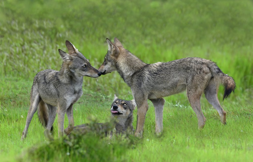 Wolf Love and jealousy