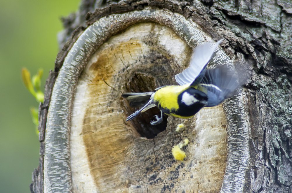 Photograph by Роман Приходько