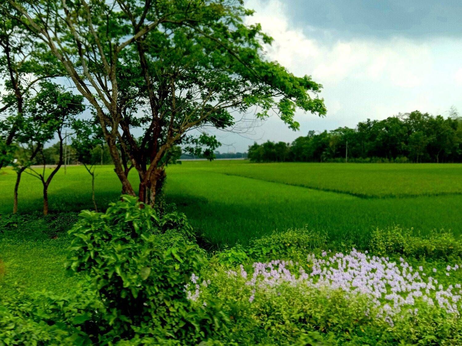 Greenish Nature