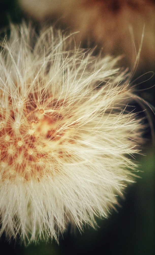 Dandelion