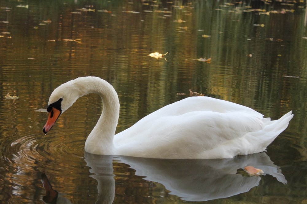 Гляжусь в себя, как в зеркало