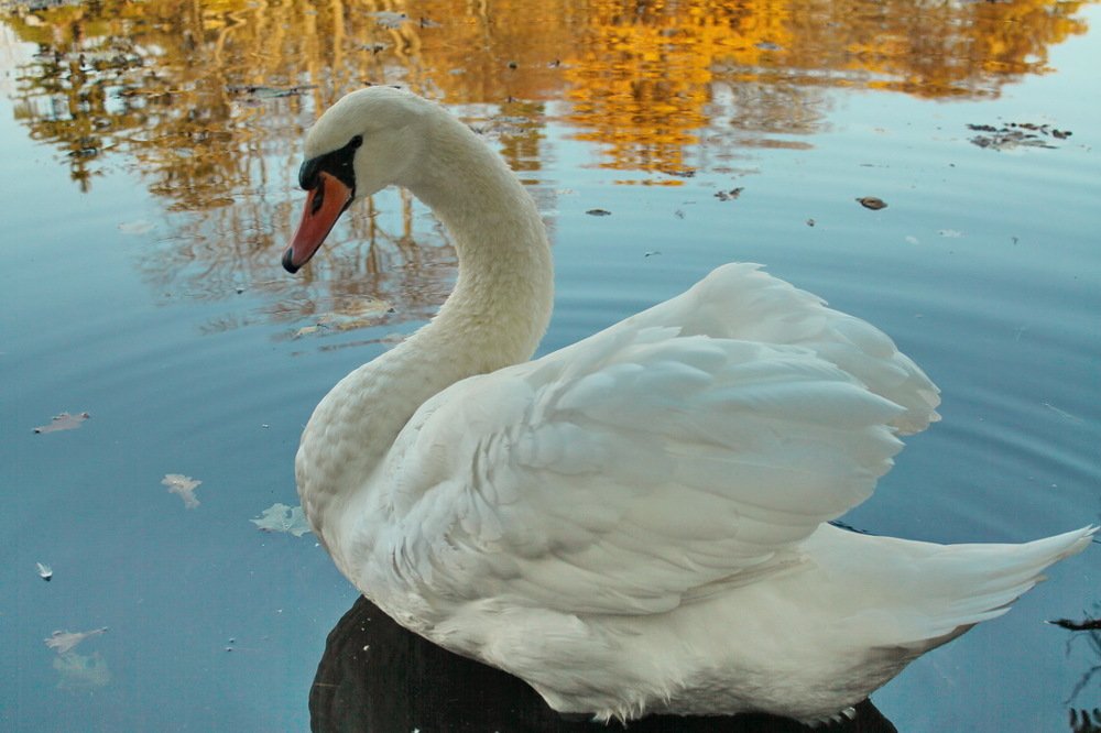 Белый лебедь