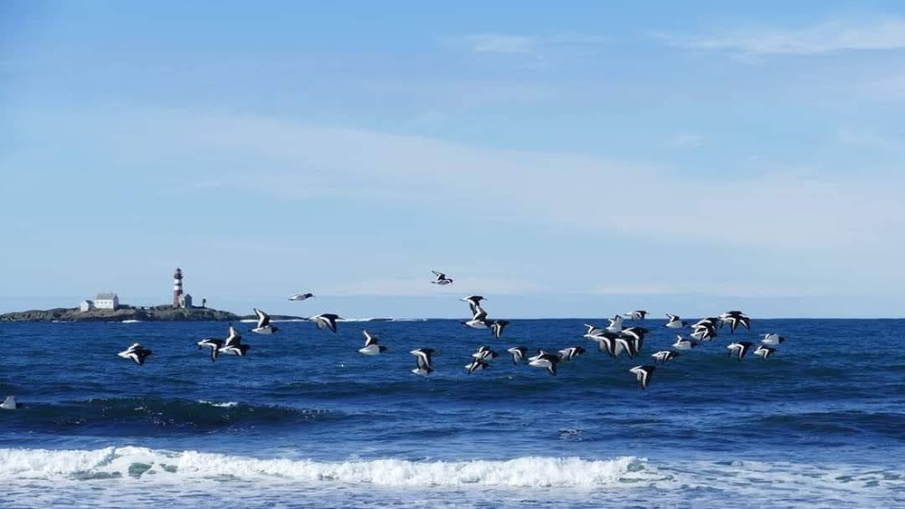 Полет птиц на фоне маяка.