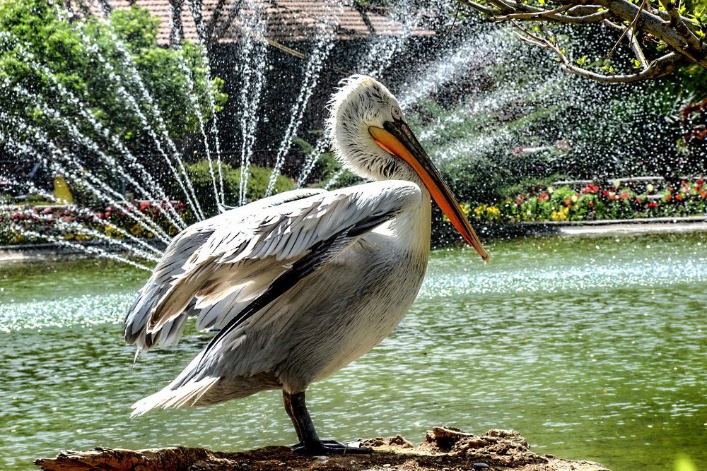 Photograph by DAMOUN POURNEMATI