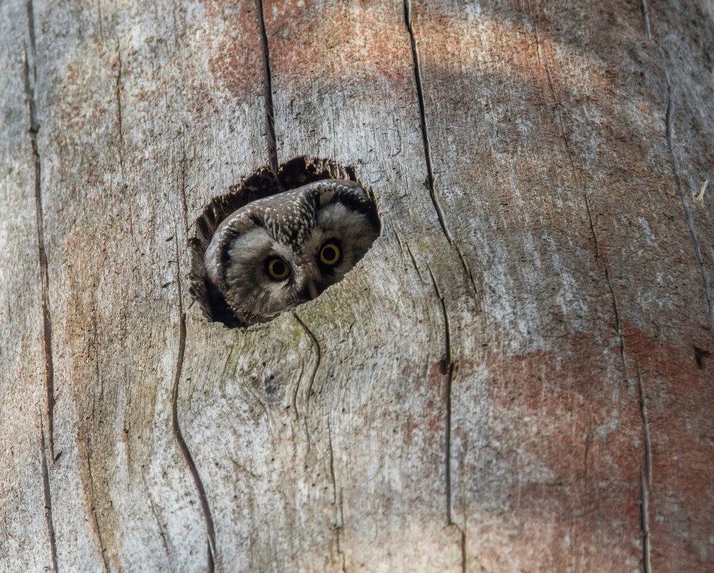 Как же вы меня достали!