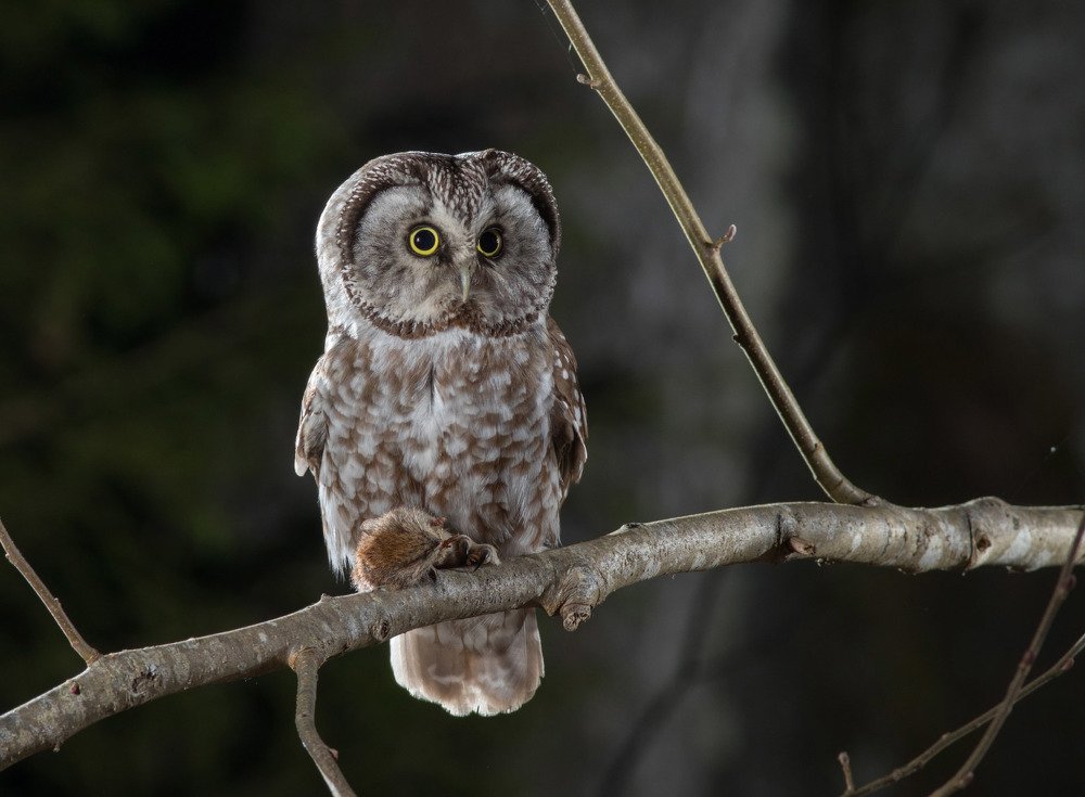 Сыч мохноногий