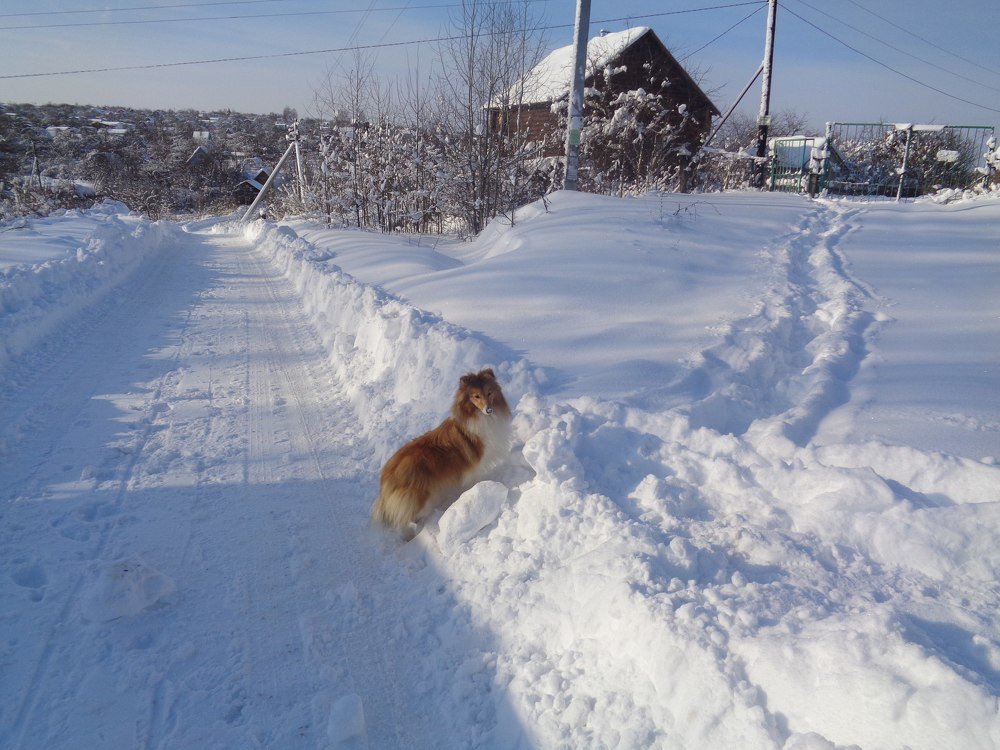 Снежная прогулка