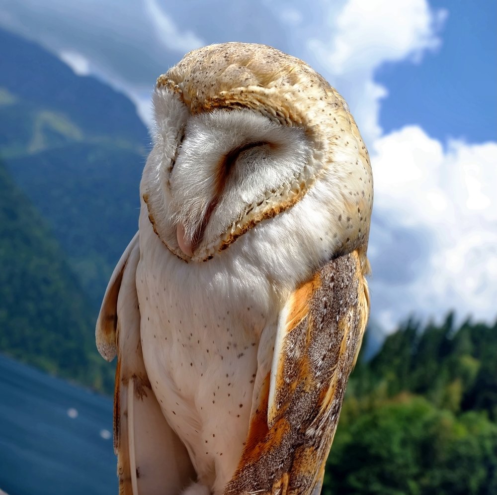 Совушка сова-большая голова