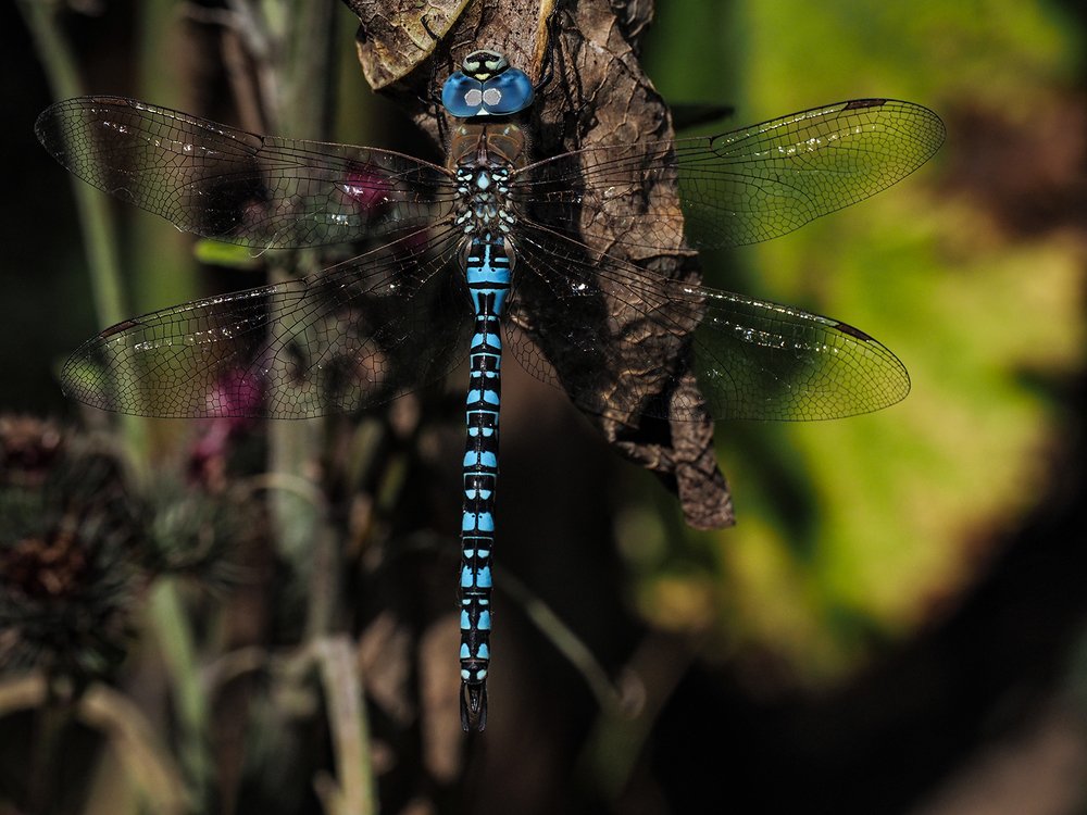 Photograph by Сергей Духанин