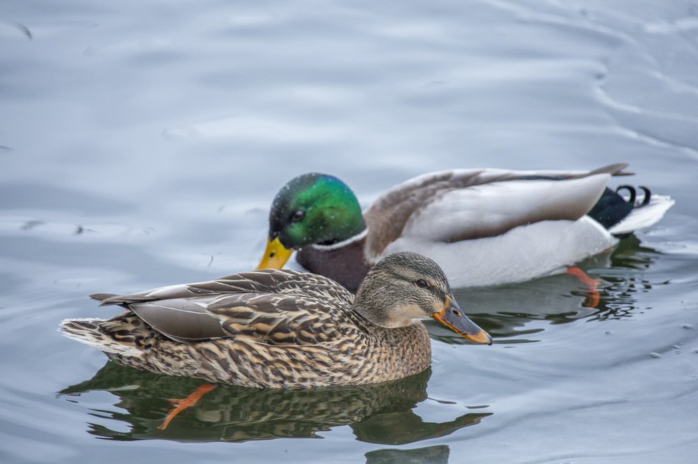 Пограничник с супругой, 26.01.2020 год.