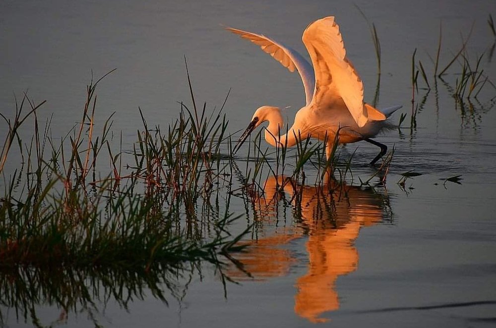 Reflections of hunting White egrett.