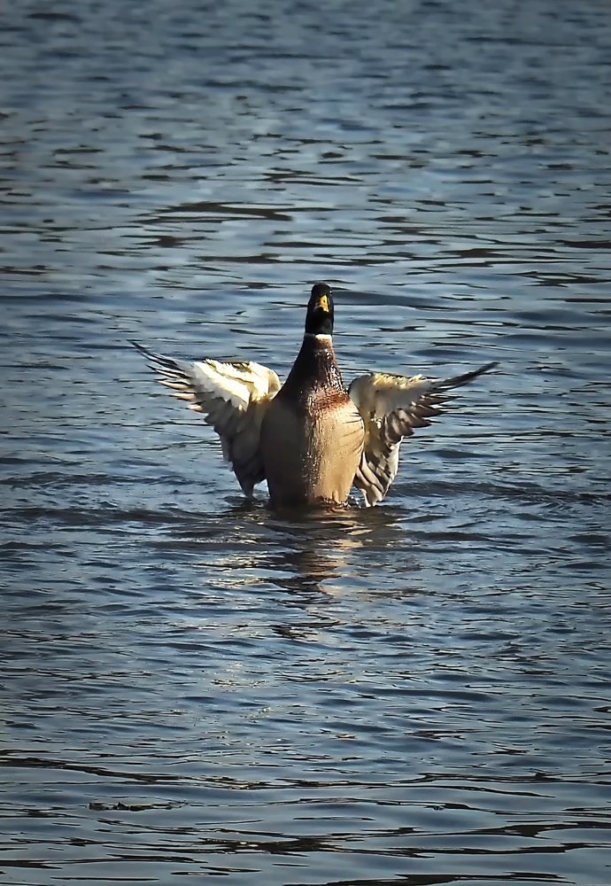 Вот я какой!