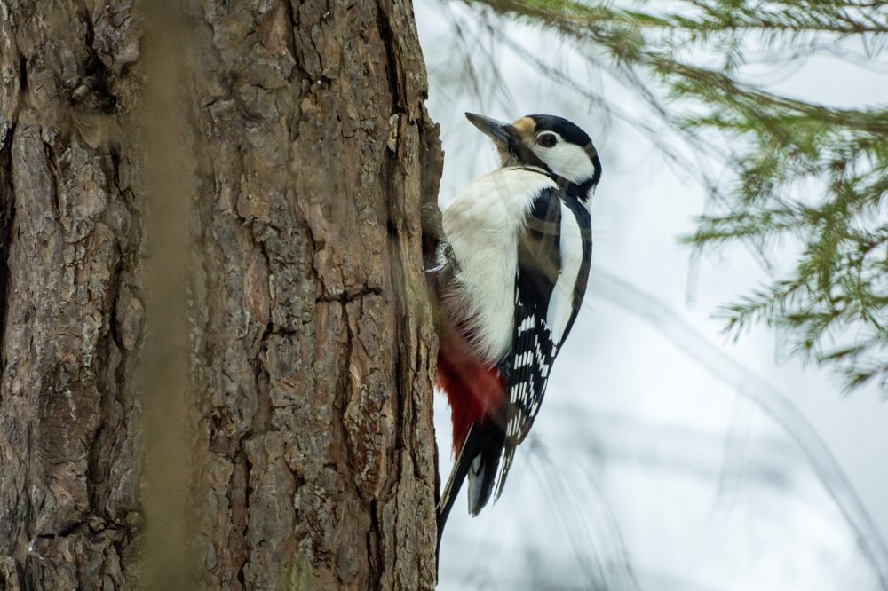 Дятел на сосне, 14.03.2018 год.