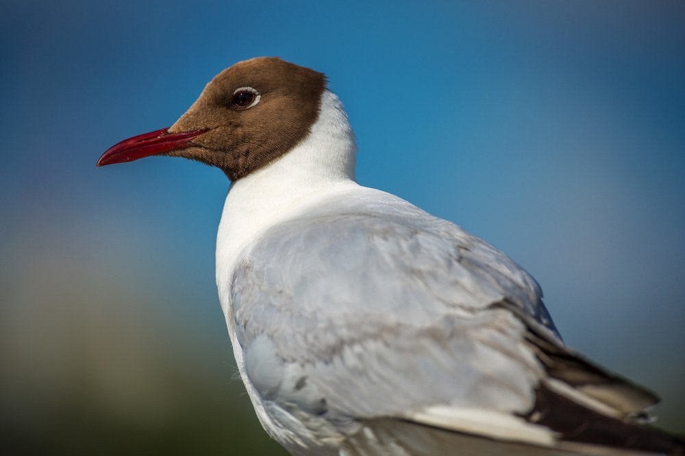 Чайка, 30.06.2020 год.