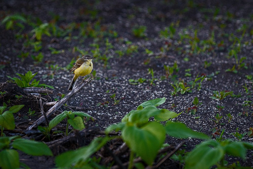 Photograph by Владислав Никишин