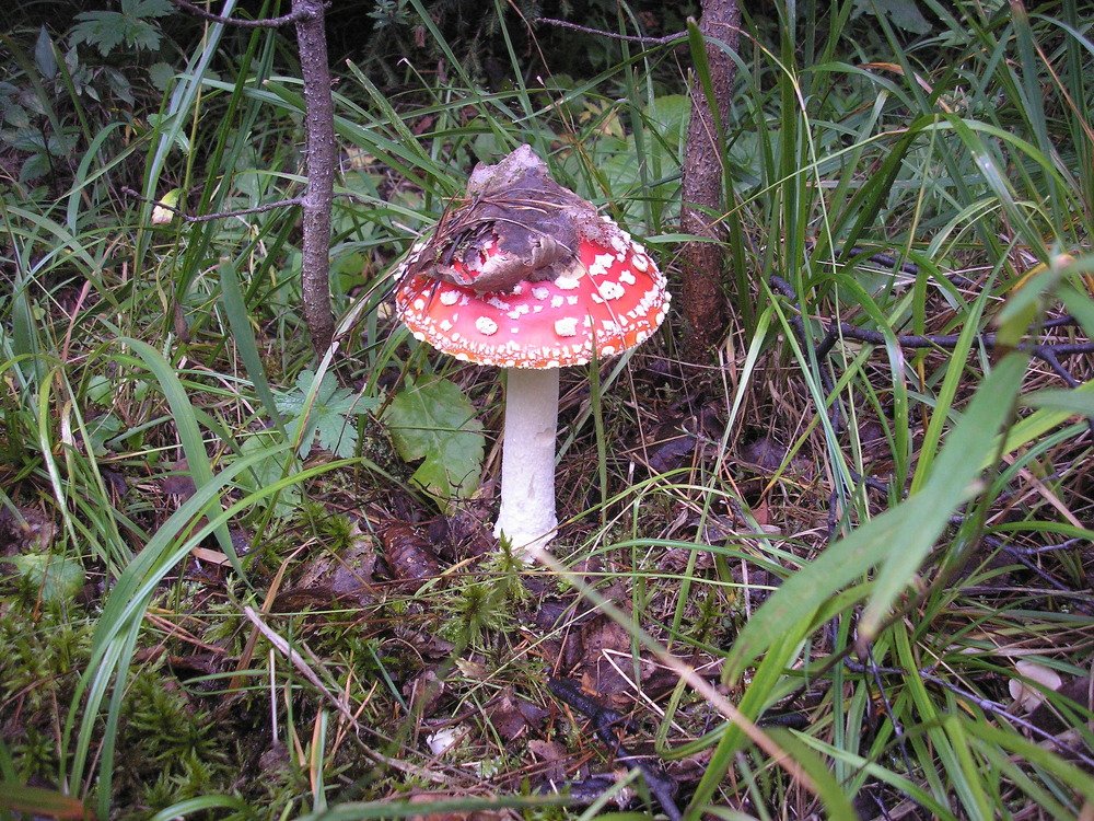 Photograph by Дмитрий Маслов