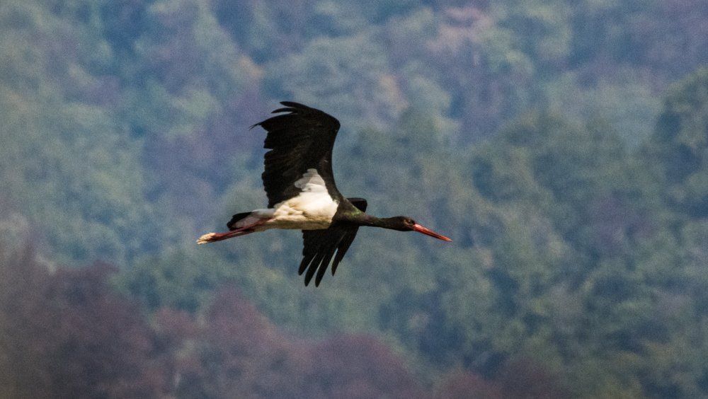 Flying for Long