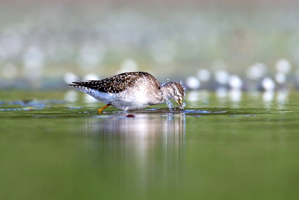 Wood Sandpiper