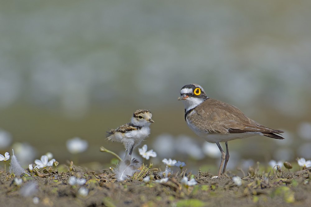 Little Ringed Plover