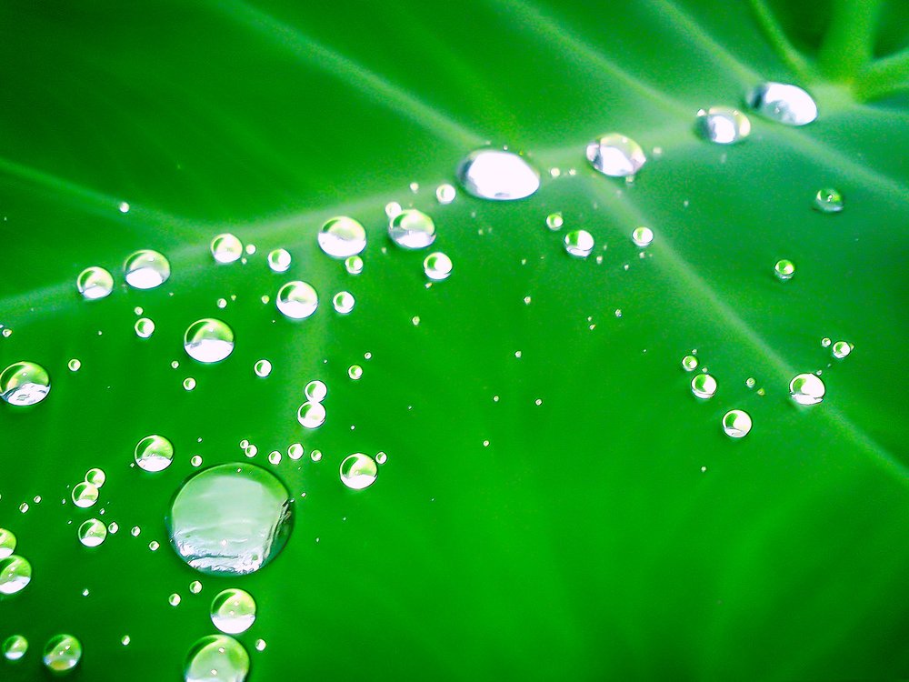 Green and White