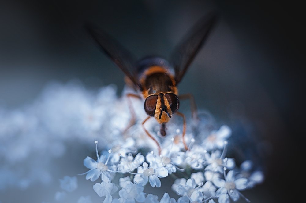Фотография автора Наталья Ветошкина